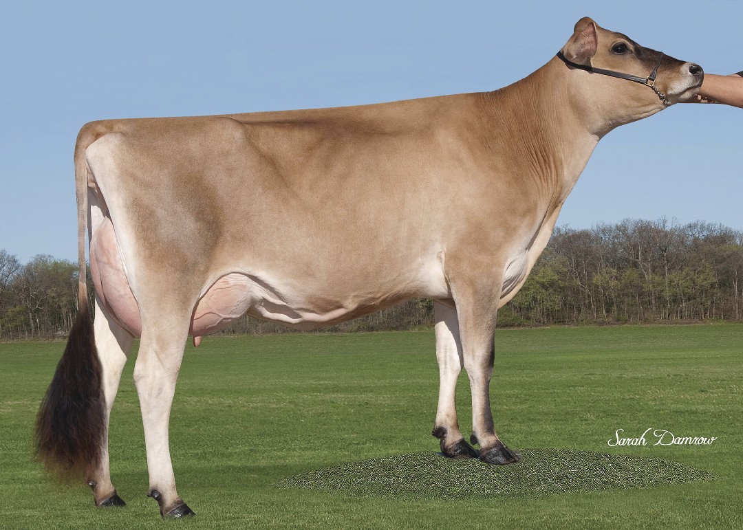 Bull Page